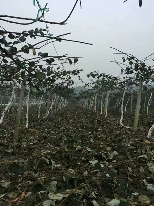 都江堰市蜀冠猕猴桃种植农民专业合作社基地